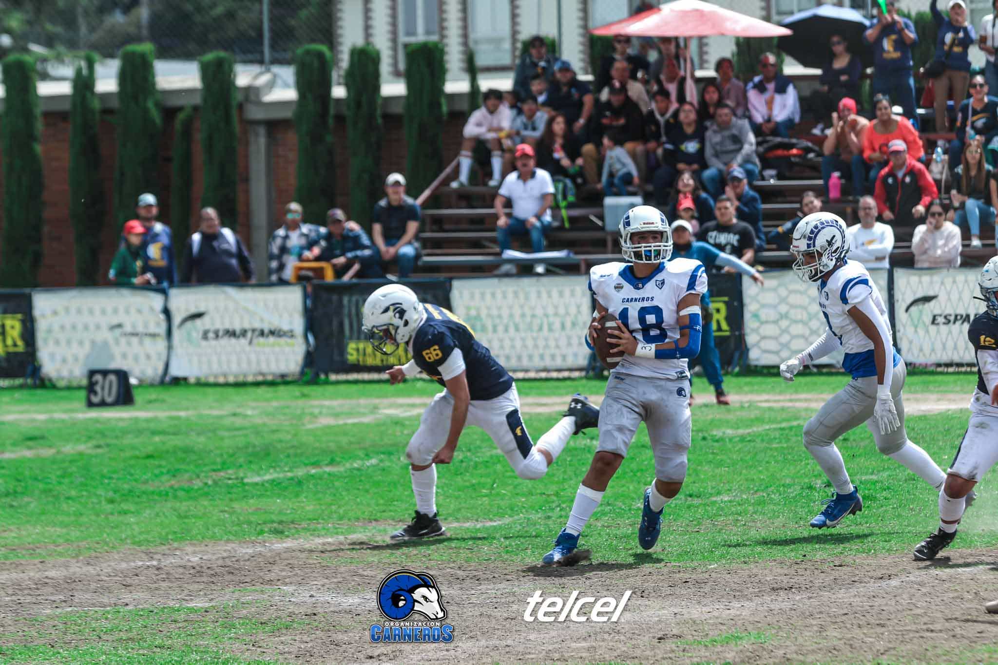 Jugadores de football americano de Carneros en el campo
